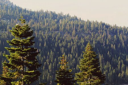 Woods green gray forest