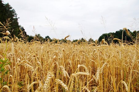 Wheat field summer gold