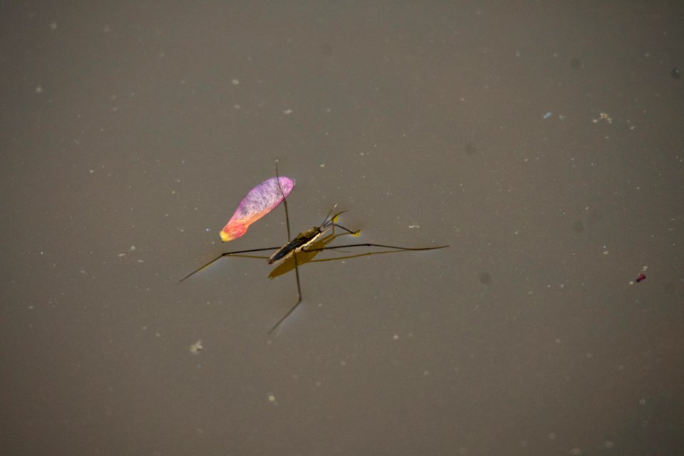 2019 Walk for the Woods Bacon Ridge Natural Area 044 Water Strider
