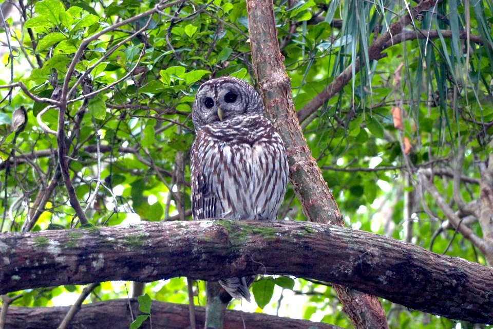 Barred Owl NPSPhoto, R. Cammauf (2)