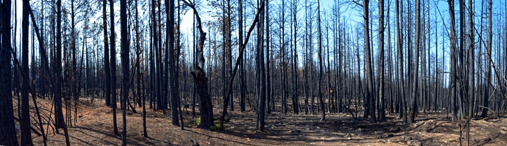 Tinder Fire Burn Scar Panorama