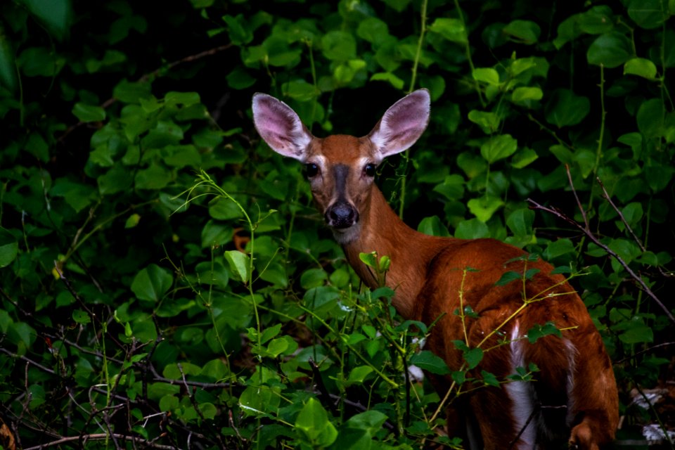 White-Tailed Deer 06-29-2019 43