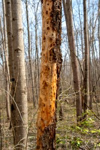 2019 Bacon Ridge History Hike 090
