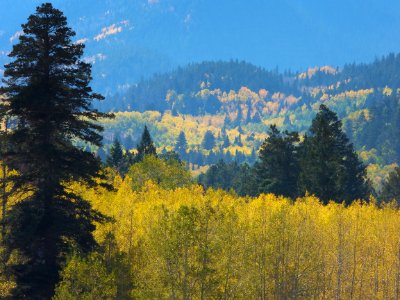 Fall colors in Lockett Meadow
