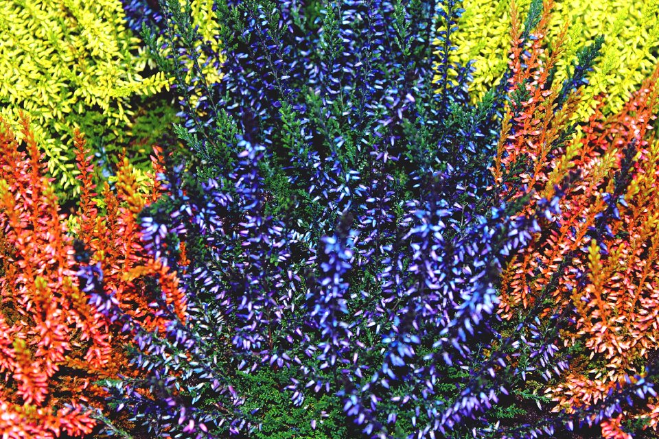 Colorful plant nature