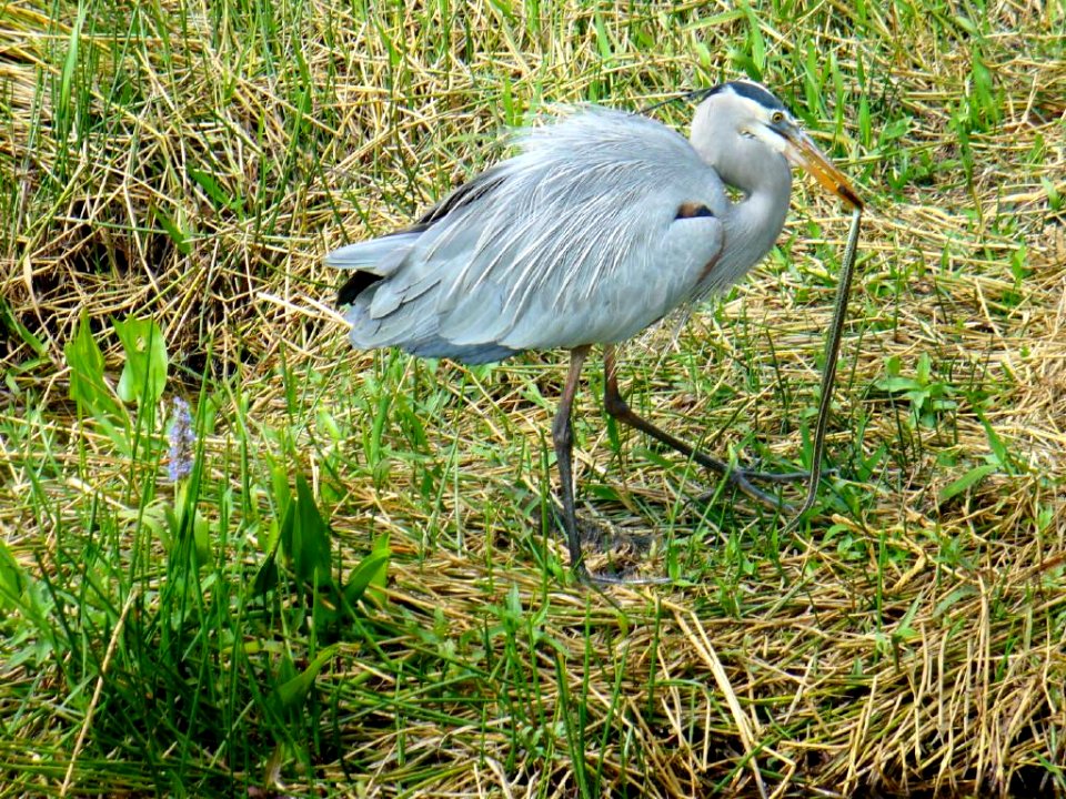 Great Blue Heron with Snake (2) , NPSPhoto, P.Baxter