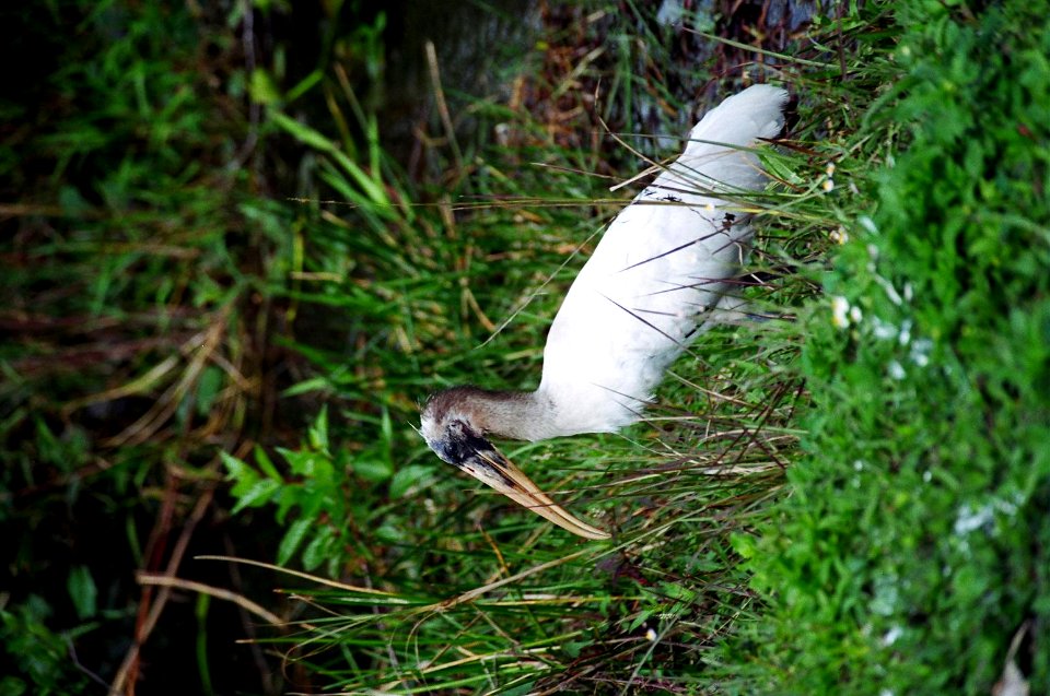 Immature Wood Stork (2), NPSPhoto, D.Harris