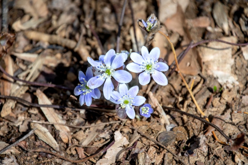 2019 Bacon Ridge History Hike 184