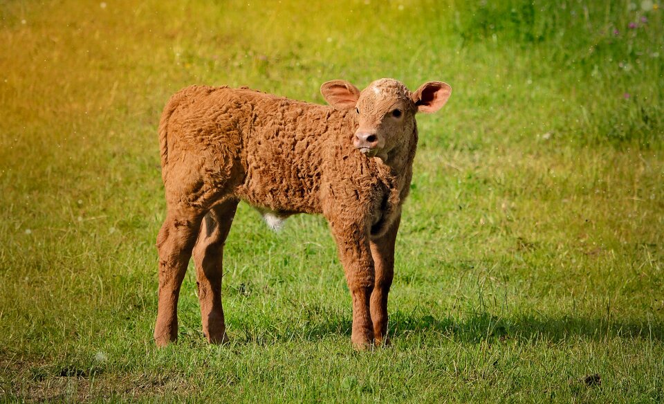 Livestock cattle meadow