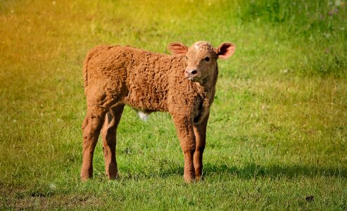 Livestock cattle meadow photo