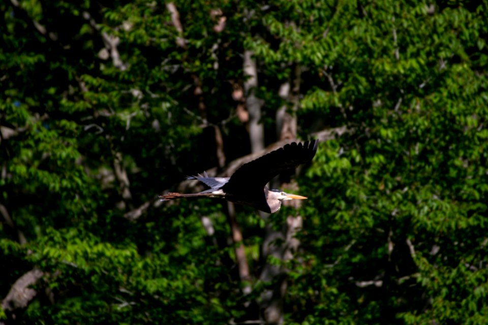 2019 Walk for the Woods Bacon Ridge Natural Area 130 Great Blue Heron