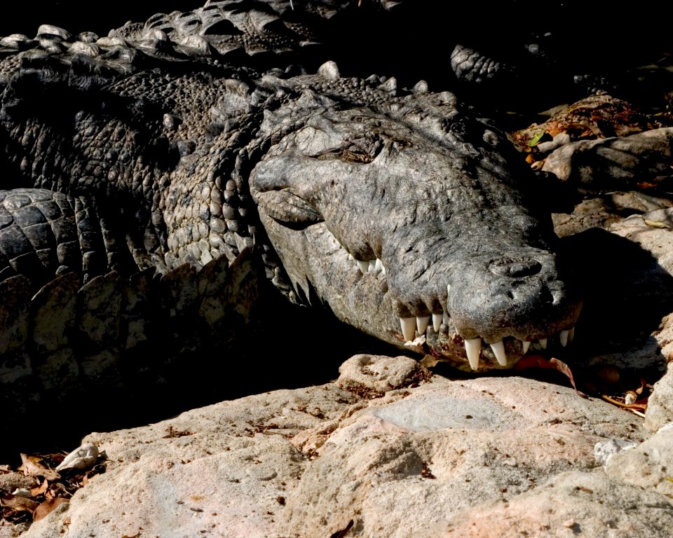 Crocodile Flamingo Marina, NPSPhoto, R. Cammauf (4)