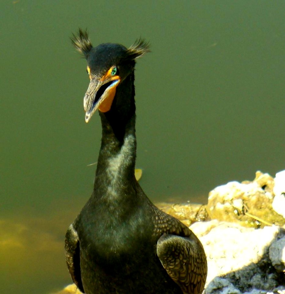 Double-crested Cormorant in love , NPSphoto, P.Baxter