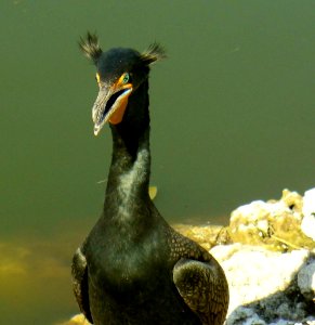Double-crested Cormorant in love , NPSphoto, P.Baxter