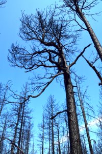 Tinder Fire Burn Scar Area