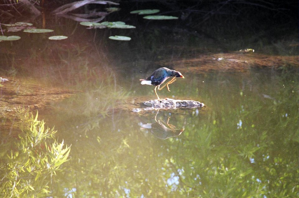 Purple Gallinule, NPSPhoto, D.Harris