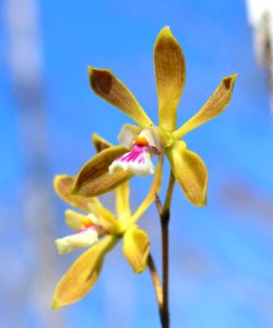 Butterfly Orchid, NPSPhoto, Sara Zenner.jpg
