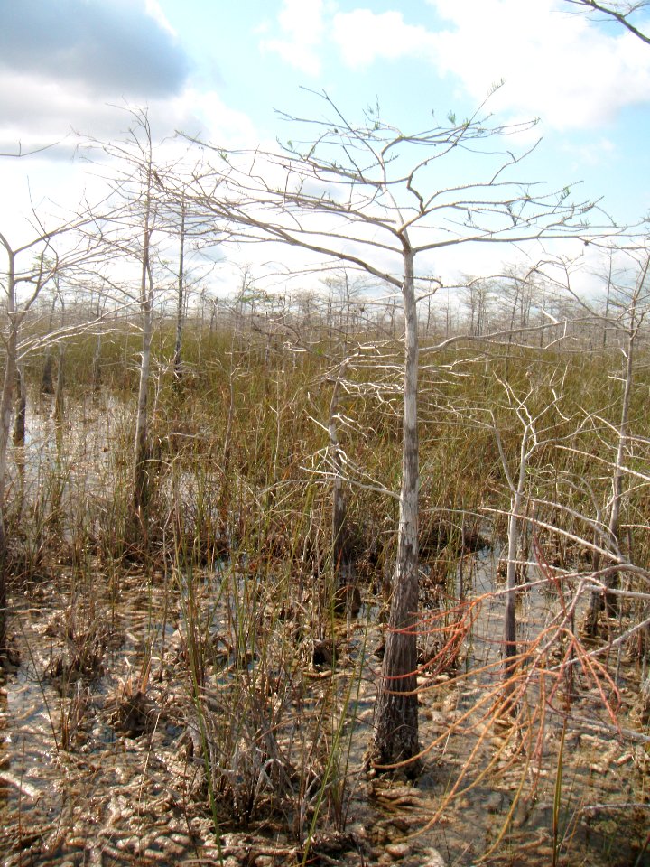 Dwarf Cypress, NPS Photo, Sabrina Diaz
