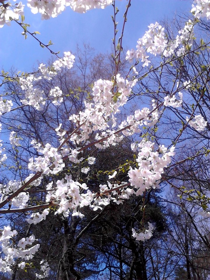 IMG 20150324 125326