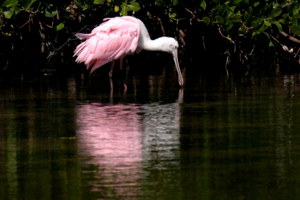 Roseate Spoonbill (5), NPSPhoto, R. Cammauf