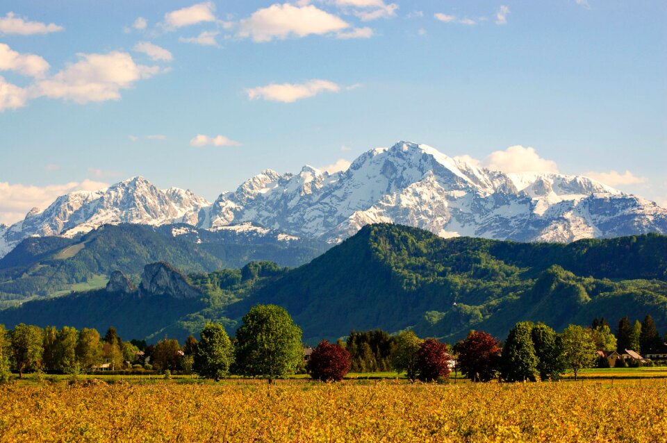 Alpine mood trees