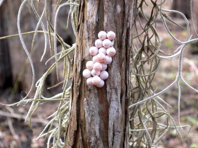 Apple Snail Eggs, NPS Photo, David Grimes