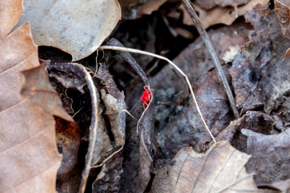 2019 Bacon Ridge History Hike Clover Mite 106