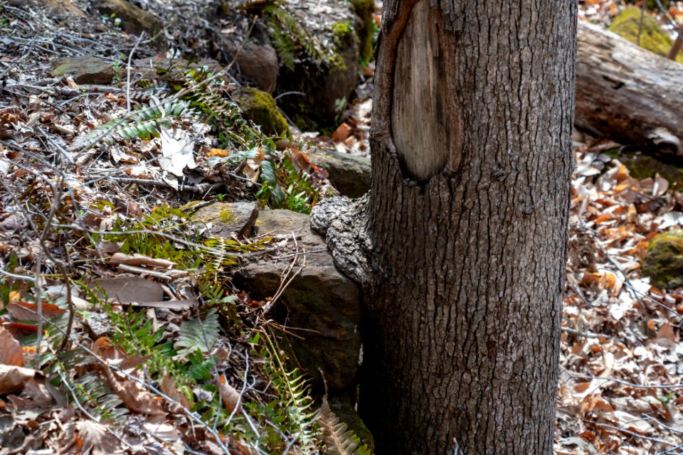 2019 Bacon Ridge History Hike 160