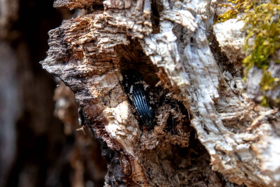 2019 Bacon Ridge History Hike 181 Cropped