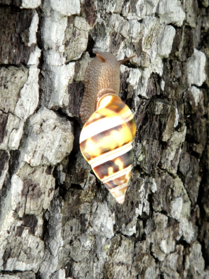 Tree Snail in Summer, NPSPhoto, Yvette Cano