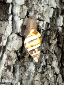Tree Snail in Summer, NPSPhoto, Yvette Cano