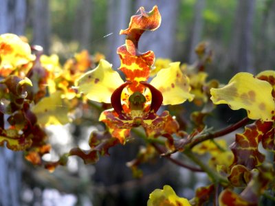 Cowhorn Orchid, NPS Photo, David Grimes photo
