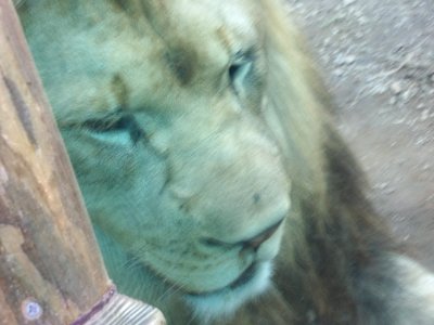 Mr. Lion's face photo