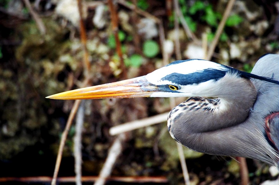 Great Blue Heron, NPSPhoto, D.Harris