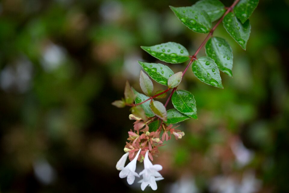 5dmark2 35mm flowers