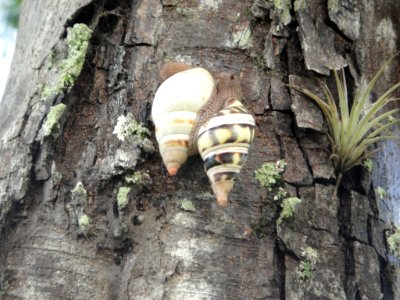 Tree Snails, NPSPhoto, Yvette Cano
