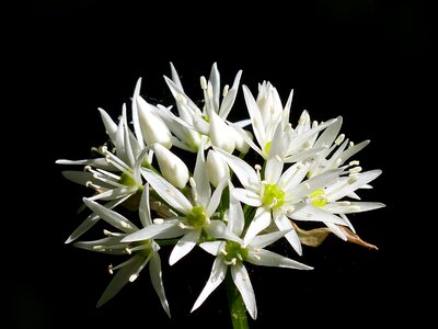 Wild garlic flower spring photo