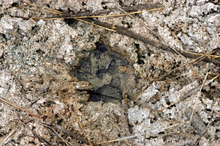 Periphyton hole, NPSPhoto, R. Cammauf