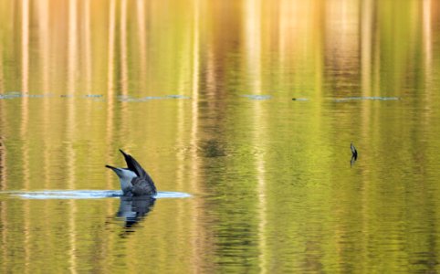 Gone fishing, Maine pond, golden hour