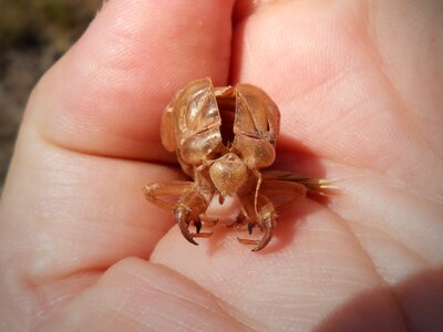 Muda molting skin hand