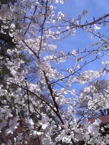 IMG 20150324 125443