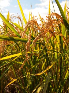 Farmer rice grain photo