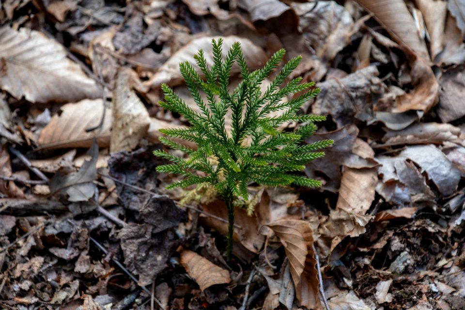 2019 Bacon Ridge History Hike 141