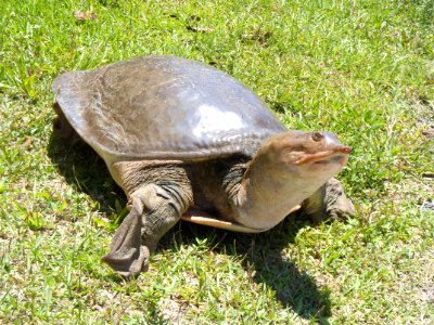 Soft Shelled Turtle, NPS Photo, Kevin Bowles Mohr (2)