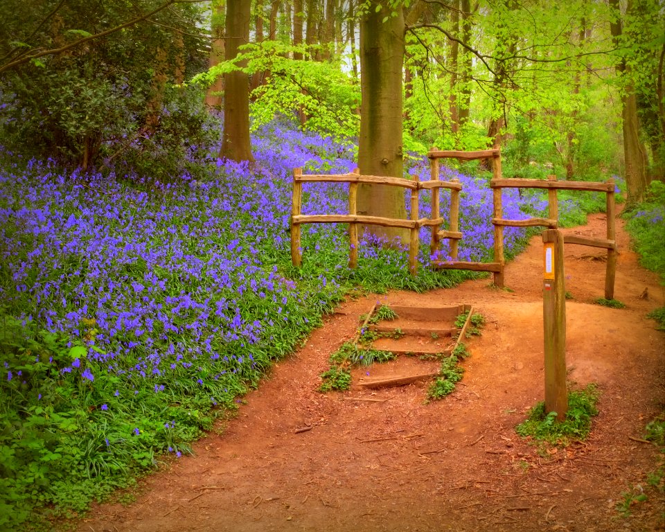 Wood hyacinths