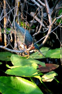 Green Heron- Stealth, NPSPhoto, D.Harris