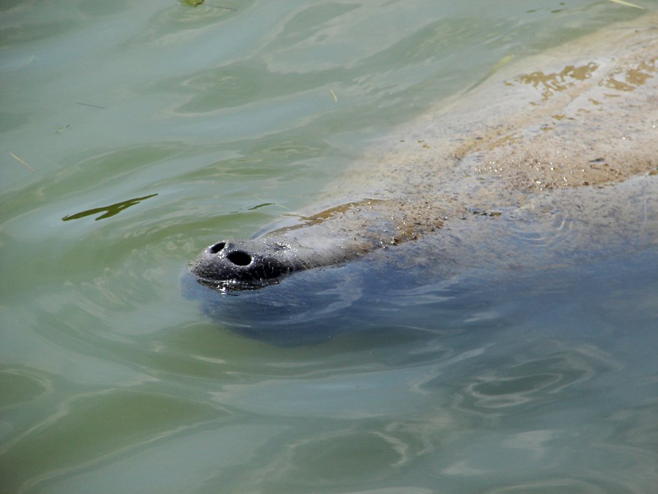 Manatee Flamingo Marina (4), NPSPhoto, A.Danneker 2009