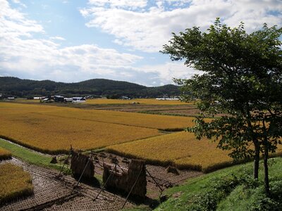Farmer rice grain