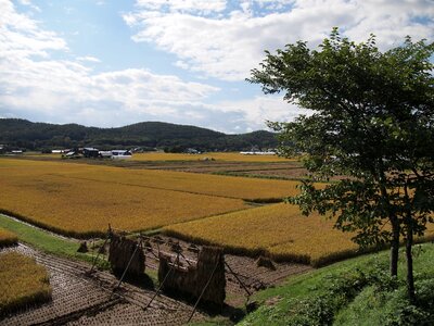 Farmer rice grain photo