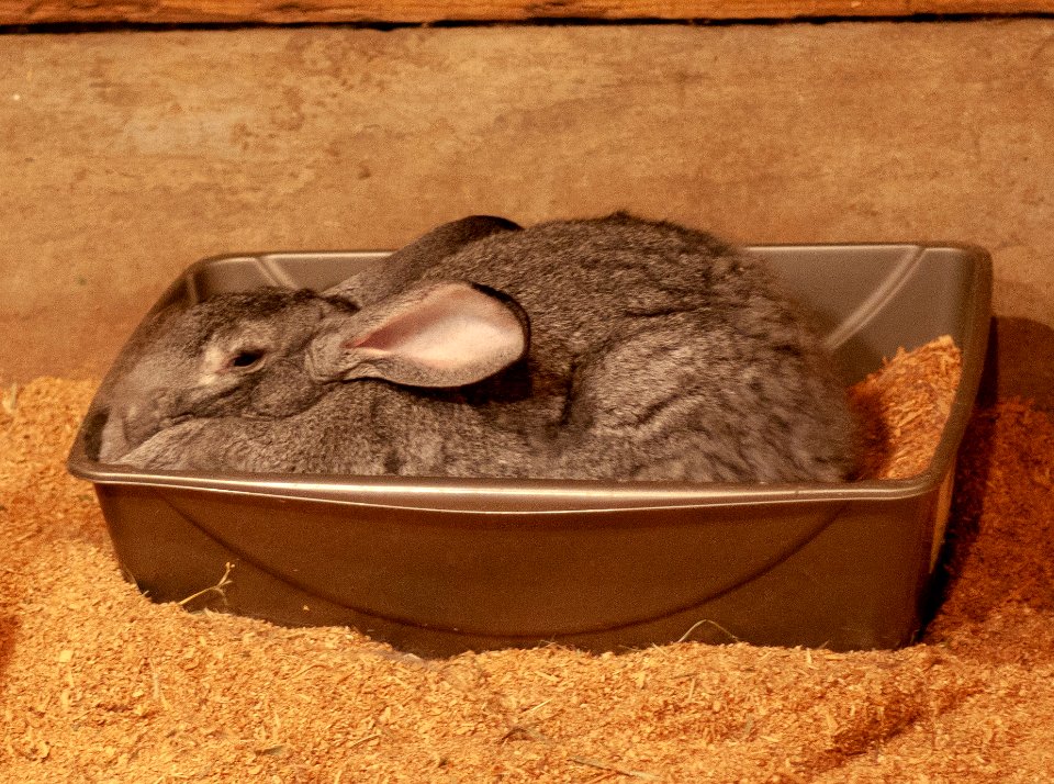 rabbit